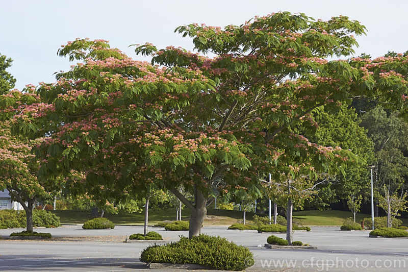 ALBIZIA JULIBRISSIN OMBRELLA