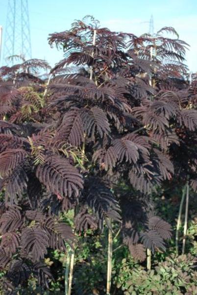 ALBIZIA JUL. SUMMER CHOCOLATE