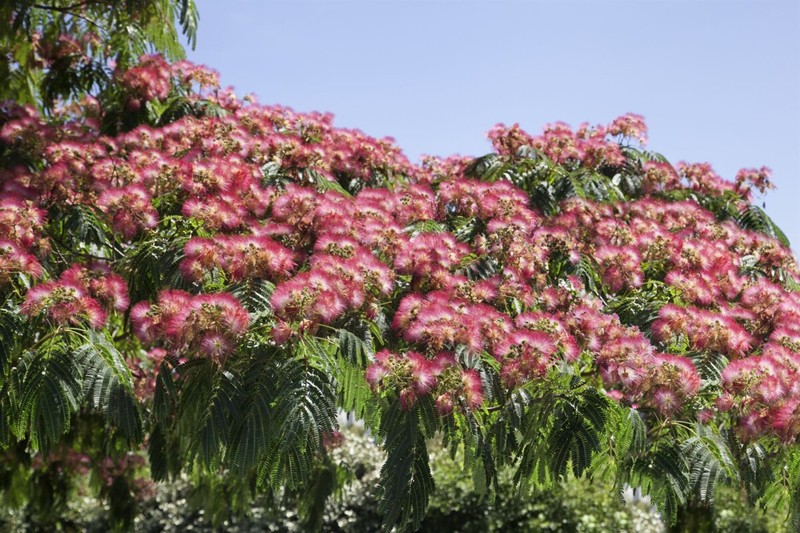 ALBIZIA JULIBRISSIN OMBRELLA