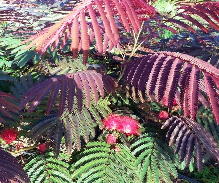 ALBIZIA JULIBRISSIN EVEY'S PR.