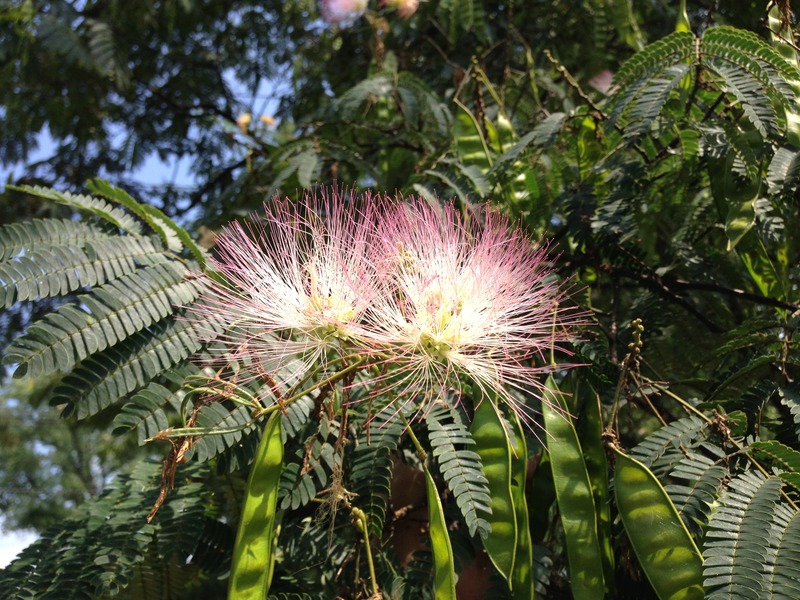 ALBIZIA JULIBRISSIN