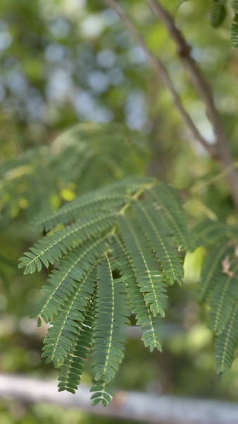 ALBIZIA JULIBRISSIN