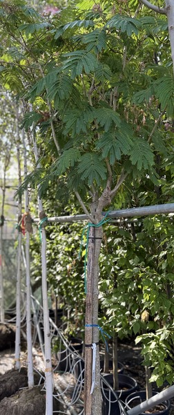 ALBIZIA JULIBRISSIN