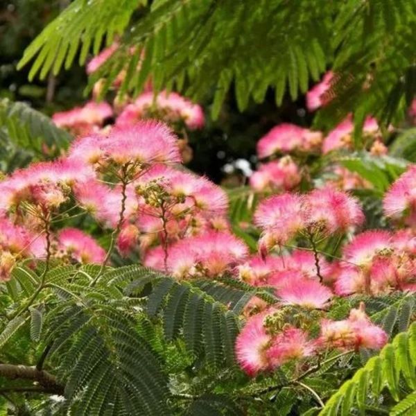 ALBIZIA JULIBRISSIN OMBRELLA
