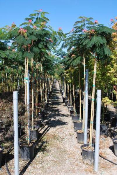 ALBIZIA JULIBRISSIN OMBRELLA