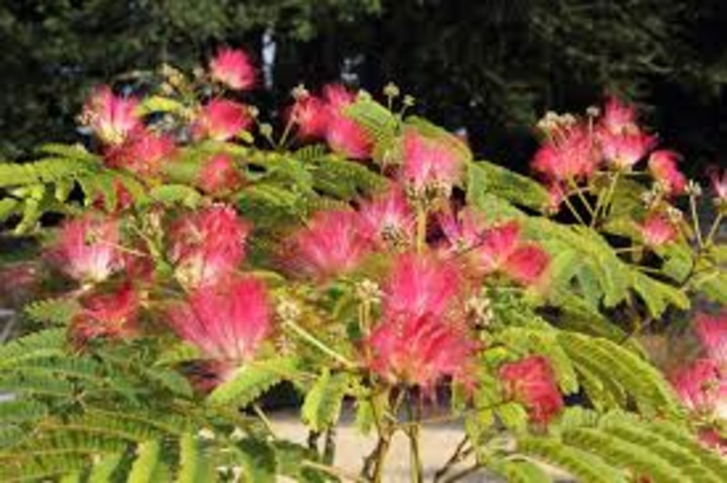 ALBIZIA JULIBRISSIN ROUGE
