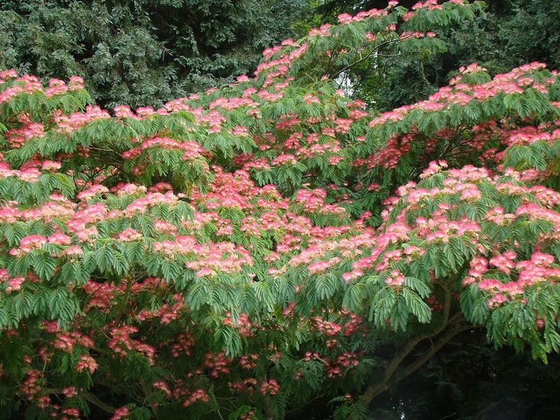 ALBIZIA JULIBRISSIN OMBRELLA