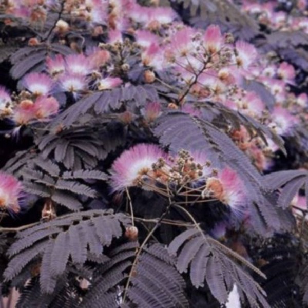 ALBIZIA JUL. SUMMER CHOCOLATE