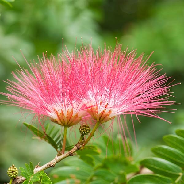 ALBIZIA JULIBRISSIN