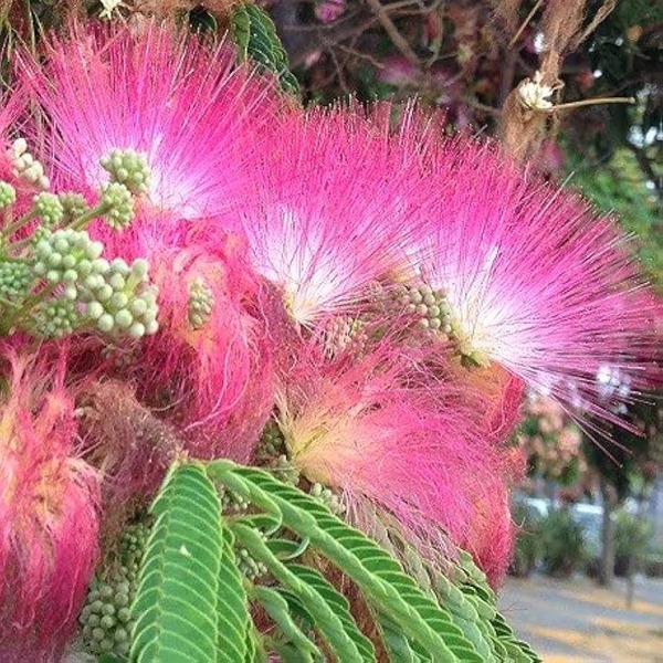 ALBIZIA JUL. ROSSA DI SEME