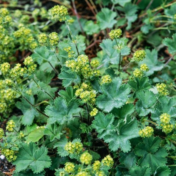 ALCHEMILLA ERYTHROPODA