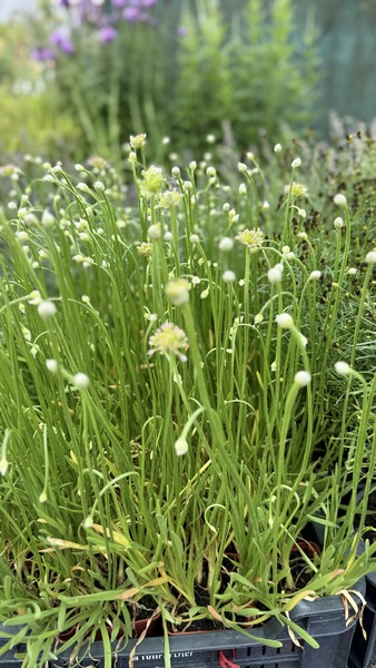 ALLIUM IN ORBIT