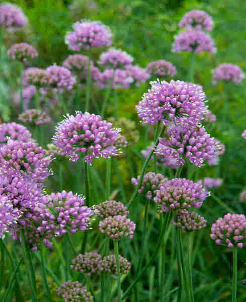 ALLIUM SENESCENS LISA BLUE