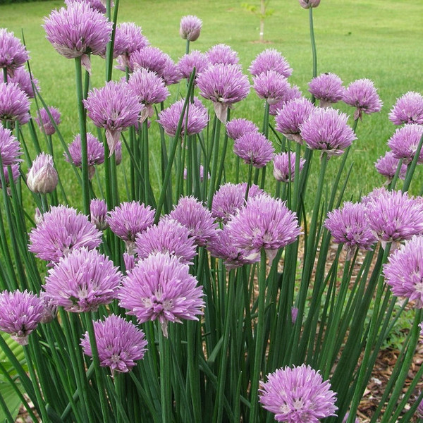 ALLIUM MILLENIUM
