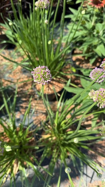 ALLIUM MILLENIUM