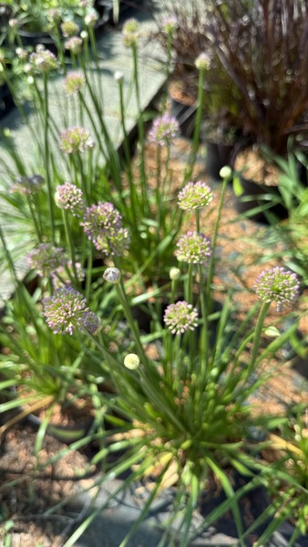 ALLIUM MILLENIUM