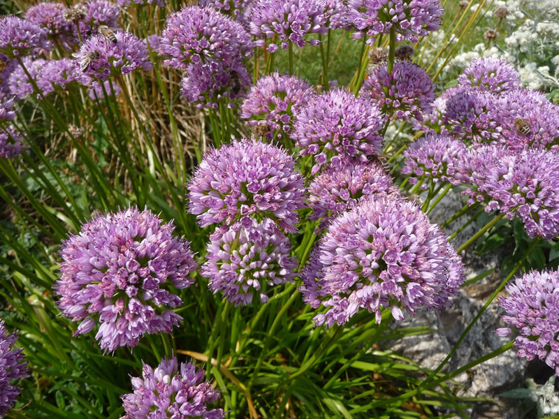 ALLIUM MONTANUM