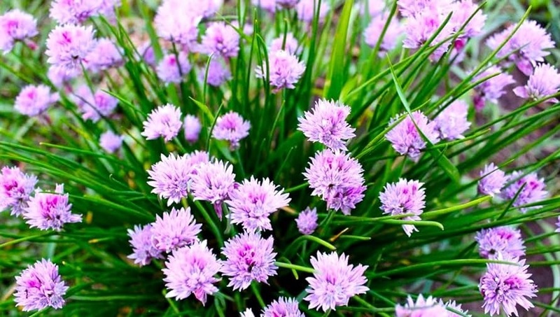 ALLIUM SCHOENOPRASUM