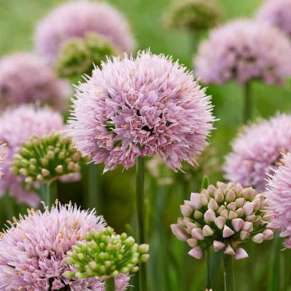 ALLIUM SENESCENS
