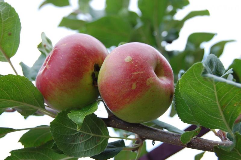 MALUS DOMESTICA