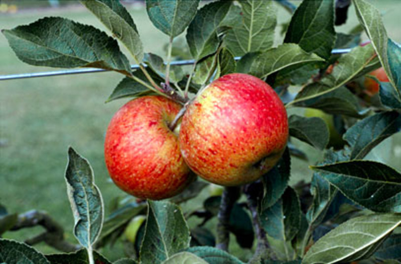 MALUS DOMESTICA