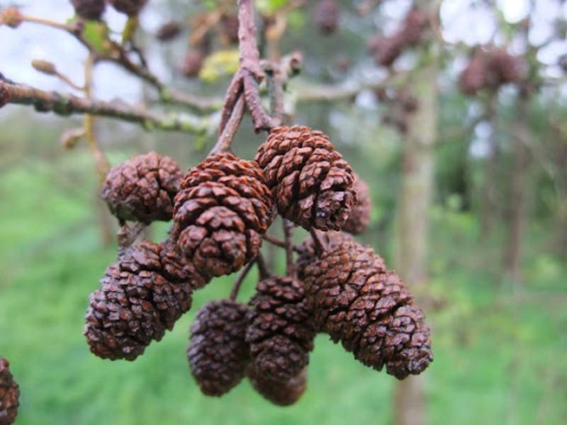 ALNUS GLUTINOSA