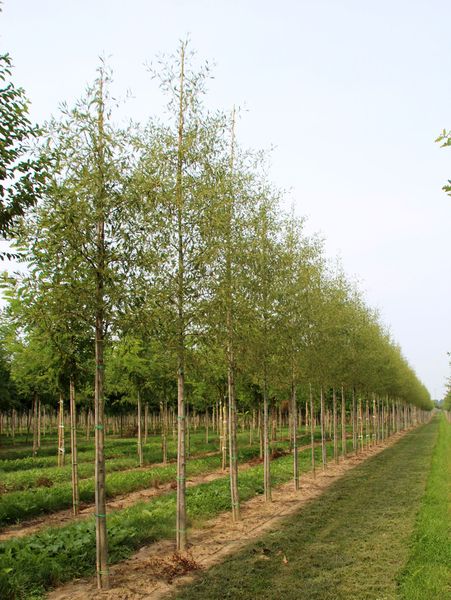 ALNUS GLUTINOSA