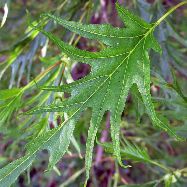 ALNUS GLUTINOSA IMPERIALIS