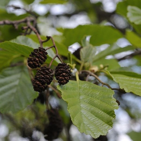 ALNUS GLUTINOSA