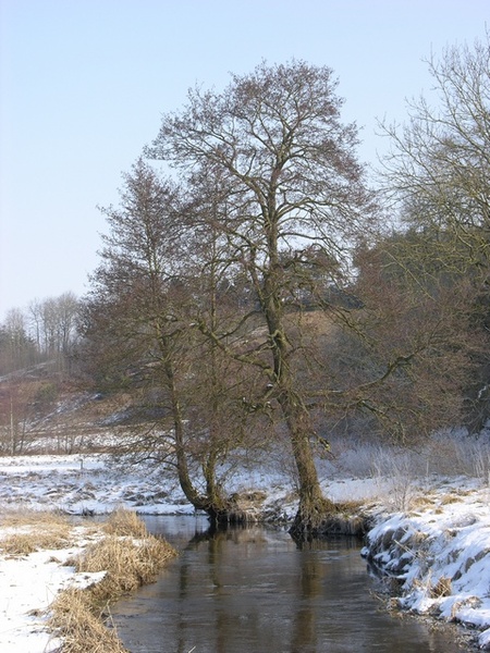 ALNUS GLUTINOSA