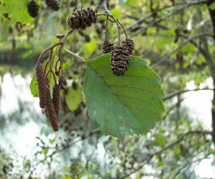 ALNUS GLUTINOSA