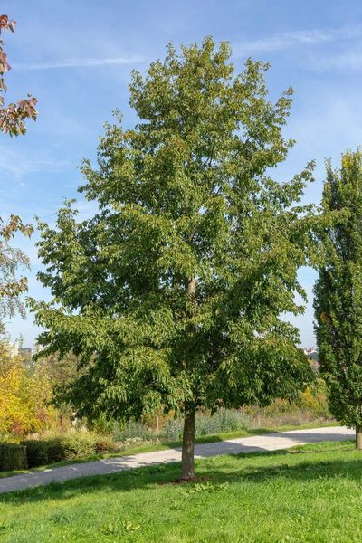 ALNUS SPAETHII