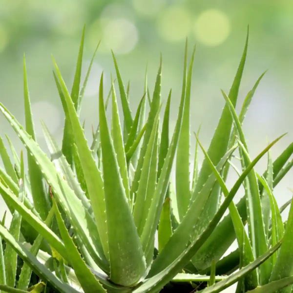 ALOE VERA