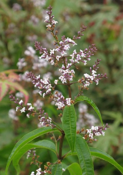 ALOYSIA TRIPHYLLA