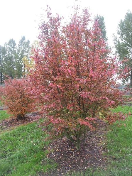 AMELANCHIER ARBOREA ROBIN HILL