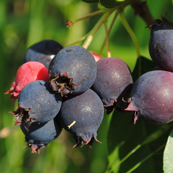 AMELANCHIER ALN. GREATBERRY SP