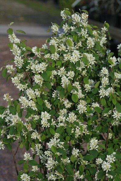 AMELANCHIER ALNIFOLIA OBELISK