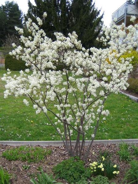 AMELANCHIER LAMAR. BALLERINA