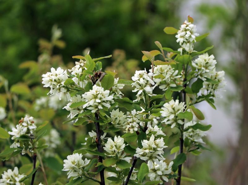 AMELANCHIER ALN. GREATBERRY SP