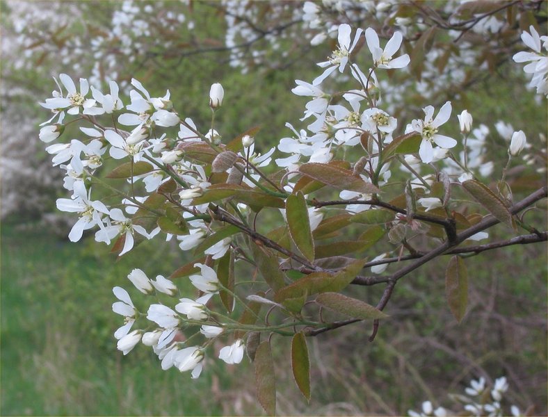 AMELANCHIER LAMARCKII