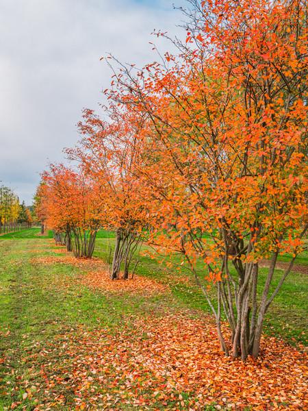 AMELANCHIER LAMARCKII