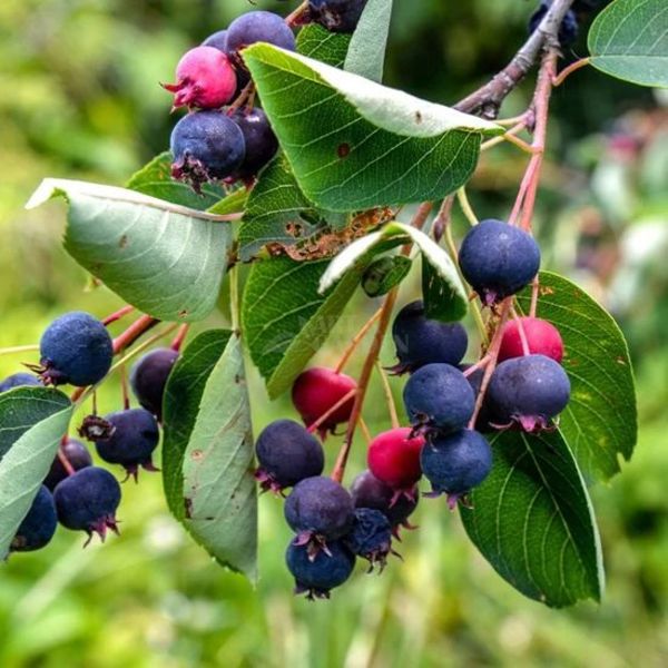 AMELANCHIER LAMARCKII