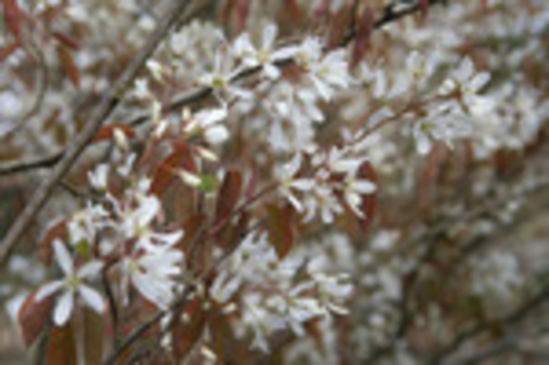 AMELANCHIER LAMARCKII