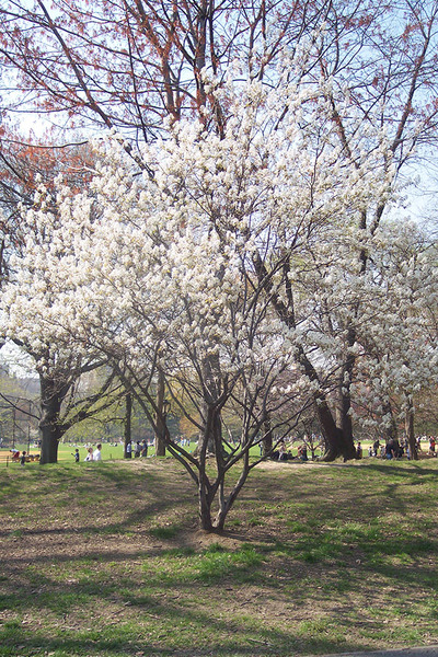 AMELANCHIER LAMARCKII