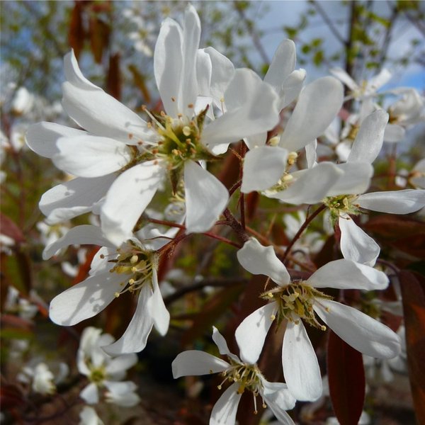 AMELANCHIER LAMARCKII