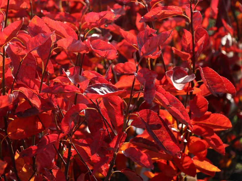 AMELANCHIER LAMARCKII