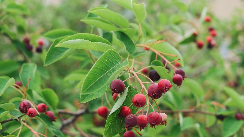 AMELANCHIER LAMARCKII
