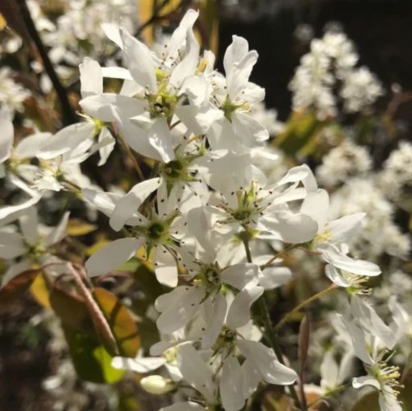 AMELANCHIER CAN. OCTOBER FLAME