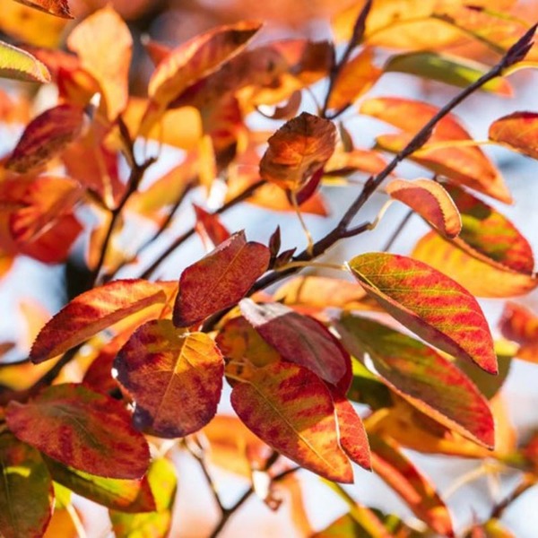 AMELANCHIER CAN. OCTOBER FLAME