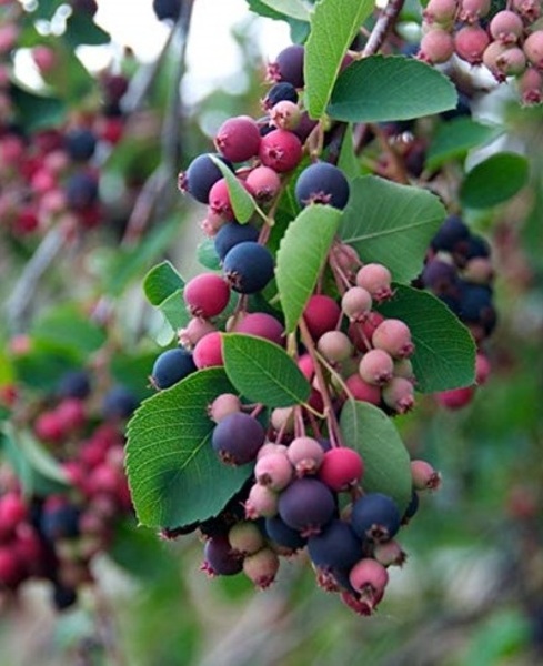 AMELANCHIER CAN. OCTOBER FLAME